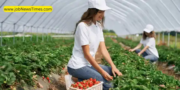 Urgent Visa Sponsored Fruit Picking Jobs in Canada 2024-25